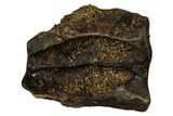 Fossil Dinosaur (Triceratops) Shed Tooth - Montana #339736-1